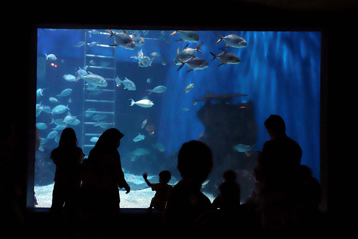 Penyelam menyapa pengunjung di Jakarta Aquarium Safari (JAQS) di Jakarta, Selasa (21/4/2021).