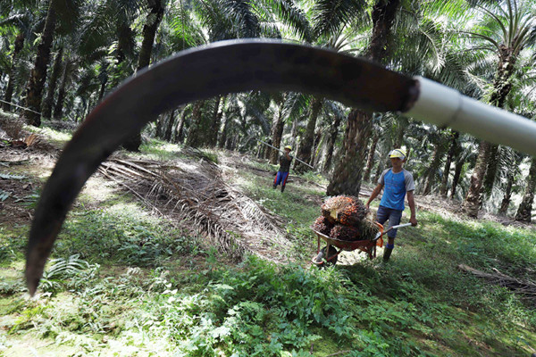 Pekerja membawa kelapa sawit di perkebunan milik PT Sawit Sumbermas Sarana (SSMS) di Pangkalan bun, Kalimantan Tengah, Kamis (29/4/2021).