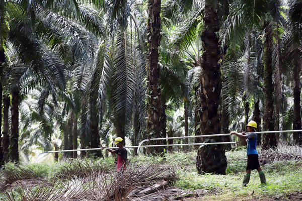 Pekerja membawa kelapa sawit di perkebunan milik PT Sawit Sumbermas Sarana (SSMS) di Pangkalan bun, Kalimantan Tengah, Kamis (29/4/2021).