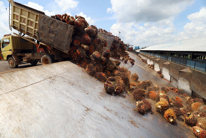 Pekerja membawa kelapa sawit di perkebunan milik PT Sawit Sumbermas Sarana (SSMS) di Pangkalan bun, Kalimantan Tengah, Kamis (29/4/2021).