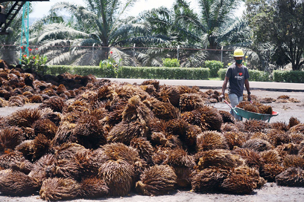 Truk bermuatan Tandan Buah Segar Kelapa Sawit menurunkan buah di Pabrik Kelapa Sawit PT. Sawit Sumbermas Sarana di Pangkalan bun, Kamis (29/4/2021).
