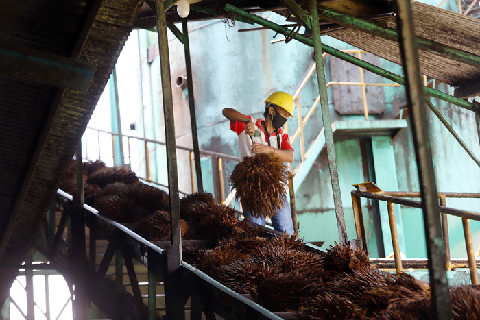 Truk bermuatan Tandan Buah Segar Kelapa Sawit menurunkan buah di Pabrik Kelapa Sawit PT. Sawit Sumbermas Sarana di Pangkalan bun, Kamis (29/4/2021).