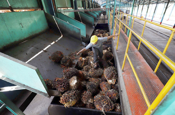 Truk bermuatan Tandan Buah Segar Kelapa Sawit menurunkan buah di Pabrik Kelapa Sawit PT. Sawit Sumbermas Sarana di Pangkalan bun, Kamis (29/4/2021).