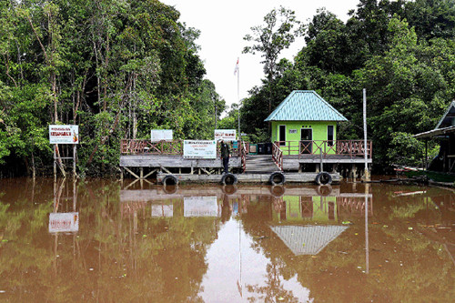 Pulau Salat dengan luas lebih dari 2.000 hektar ini menampung sebanyak 40 individu di Pulau Badak Besar dan 10 individu di Pulau Badak Kecil.