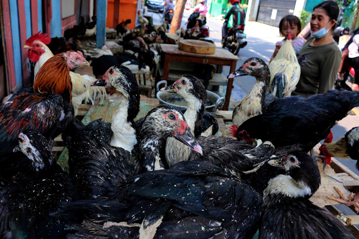 Pedagang ayam dan itik menunggu pembeli di kawasan Jalan raya Serdang, Kemayoran, Jakarta Pusat, Sabtu (8/5/2021).
