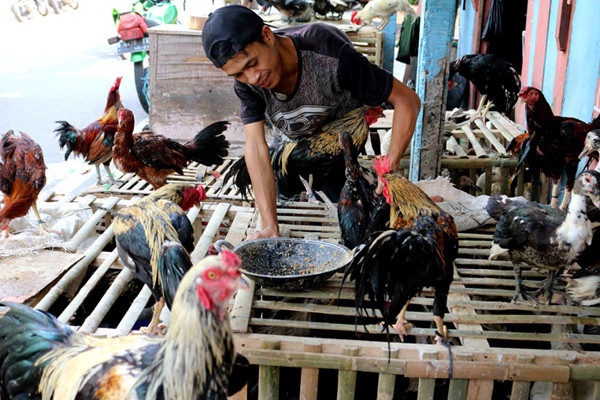 Pedagang ayam dan itik menunggu pembeli di kawasan Jalan raya Serdang, Kemayoran, Jakarta Pusat, Sabtu (8/5/2021).