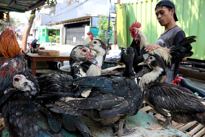 Pedagang ayam dan itik menunggu pembeli di kawasan Jalan raya Serdang, Kemayoran, Jakarta Pusat, Sabtu (8/5/2021).