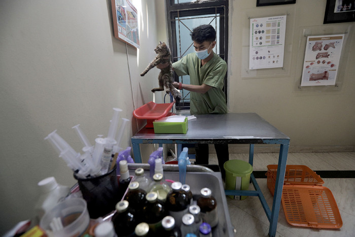 Petugas memeriksa kondisi hewan peliharaan yang dititipkan di Amore Animal Clinic, Pasar Minggu, Jakarta, Rabu (12/5/2021).