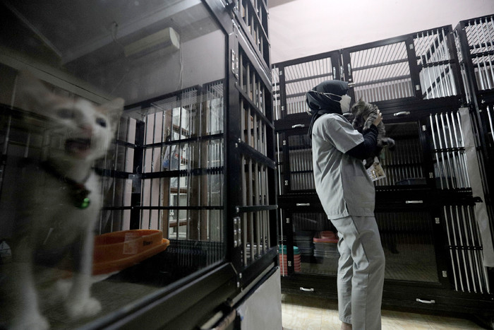 Petugas memeriksa kondisi hewan peliharaan yang dititipkan di Amore Animal Clinic, Pasar Minggu, Jakarta, Rabu (12/5/2021).