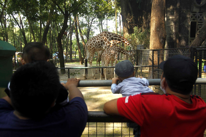 Sejumlah wisatawan menyaksikan Gajah sumatra (Elephas maximus sumatranus) di Taman Margasatwa Ragunan, Jakarta, Jumat (14/5/2021).