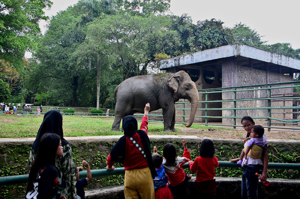 Wisatawan melihat hewan saat berwisata di Taman Margasatwa Ragunan, Jakarta, Sabtu (15/5/2021).
