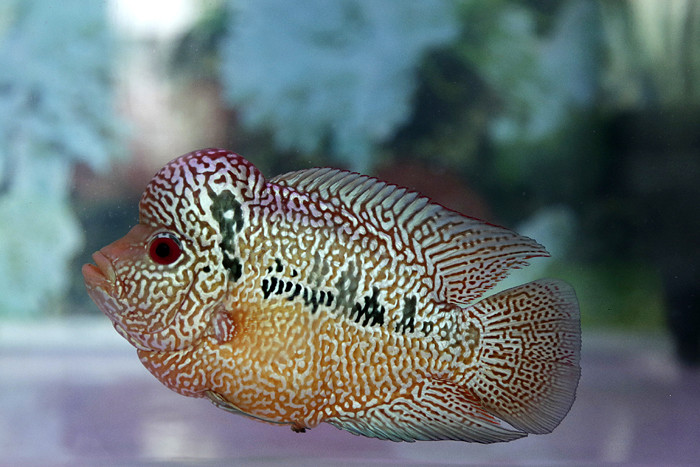 Pengunjung melihat kontes ikan louhan di Sentra Promosi Ikan Hias, Johar Baru, Jakarta, Sabtu (29/5/2021).