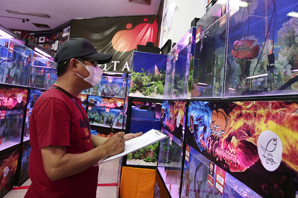 Pengunjung melihat kontes ikan louhan di Sentra Promosi Ikan Hias, Johar Baru, Jakarta, Sabtu (29/5/2021).