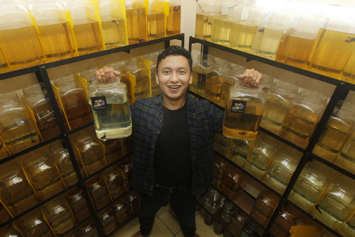 Owner Cupang Maniax Andy Pratama Siadari menunjukkan koleksi cupangnya di galeri Cupang Maniax, Pondok Cabe, Banten, Sabtu (29/5/2021).