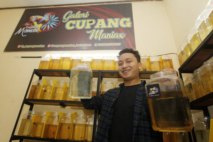 Owner Cupang Maniax Andy Pratama Siadari menunjukkan koleksi cupangnya di galeri Cupang Maniax, Pondok Cabe, Banten, Sabtu (29/5/2021).