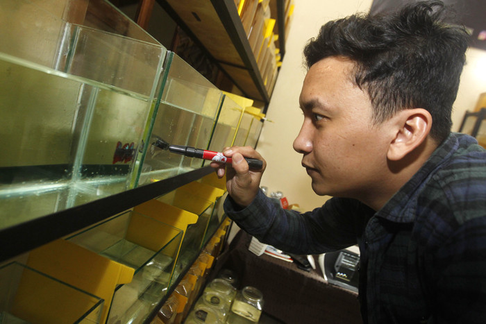 Owner Cupang Maniax Andy Pratama Siadari menunjukkan koleksi cupangnya di galeri Cupang Maniax, Pondok Cabe, Banten, Sabtu (29/5/2021).
