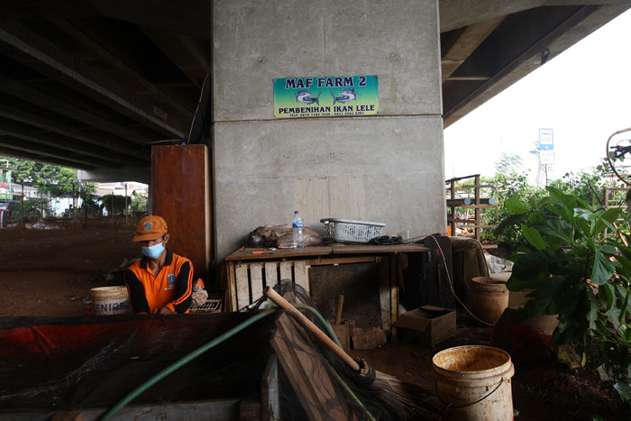 Petugas Penanganan Prasarana dan Sarana Umum (PPSU) memberikan pakan untuk ikan lele di kolong Tol Becakayu, Kalimalang, Jakarta Timur, Jumat (4/6/2021).