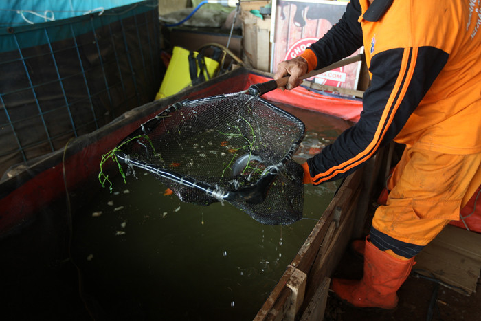 Petugas Penanganan Prasarana dan Sarana Umum (PPSU) memberikan pakan untuk ikan lele di kolong Tol Becakayu, Kalimalang, Jakarta Timur, Jumat (4/6/2021).
