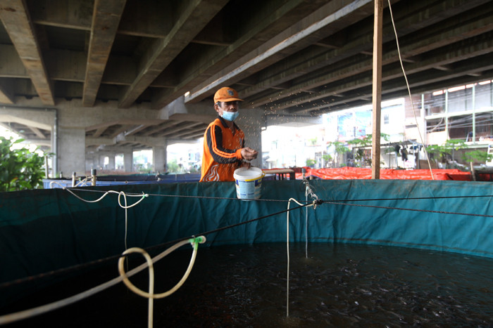 Petugas Penanganan Prasarana dan Sarana Umum (PPSU) memberikan pakan untuk ikan lele di kolong Tol Becakayu, Kalimalang, Jakarta Timur, Jumat (4/6/2021).