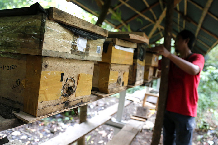 Anggota Kelompok Tani Hutan Hijau Lestari menunjukkan sarang lebah madu jenis Trigona di kawasan Hutan Kota Srengseng, Kembangan, Jakarta, Selasa (8/6/2021).