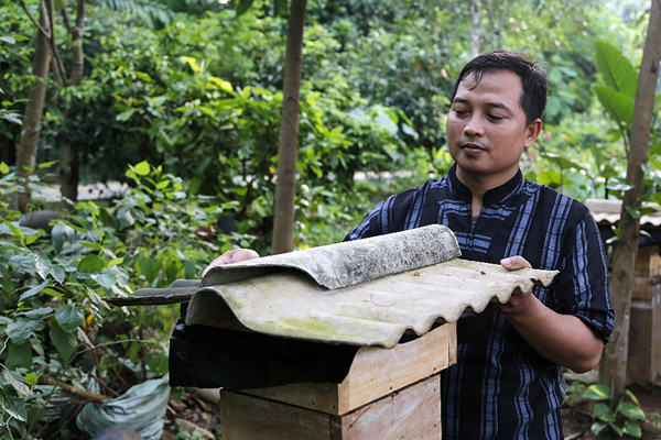 Anggota Kelompok Tani Hutan Hijau Lestari menunjukkan sarang lebah madu jenis Trigona di kawasan Hutan Kota Srengseng, Kembangan, Jakarta, Selasa (8/6/2021).