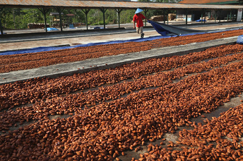 Pekerja menyelesaikan proses produksi coklat di Pabrik Coklat di area wisata Doesoen Kakao, Kendenglembu, Desa Karangharjo, Banyuwangi, Rabu (9/6/2021).