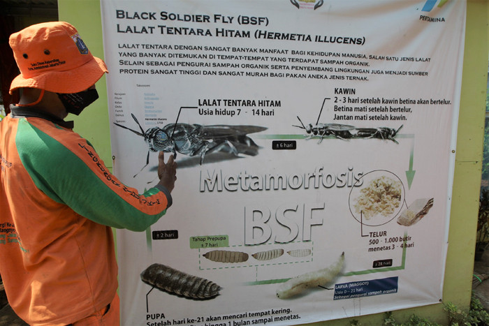 Petugas saat panen telur lalat Black Soldier Fly di Padepokan Restu Bumi, Jakarta Timur, Minggu (13/6/2021).