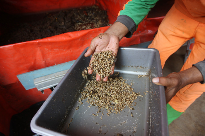 Petugas memberikan pakan lele dengan ulat maggot hasil dari budidaya sendiri di Padepokan Restu Bumi, Jakarta Timur, Minggu (13/6/2021).