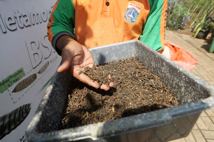 Petugas memberikan pakan lele dengan ulat maggot hasil dari budidaya sendiri di Padepokan Restu Bumi, Jakarta Timur, Minggu (13/6/2021).