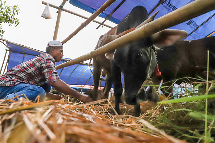 Penjual hewan kurban menunjukkan sapi jenis Bima di Jakarta Barat, Selasa (15/6/2021).