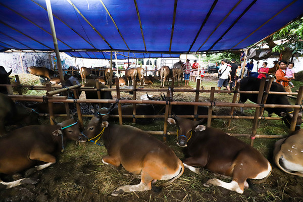 Penjual hewan kurban menunjukkan sapi jenis Bima di Jakarta Barat, Selasa (15/6/2021).