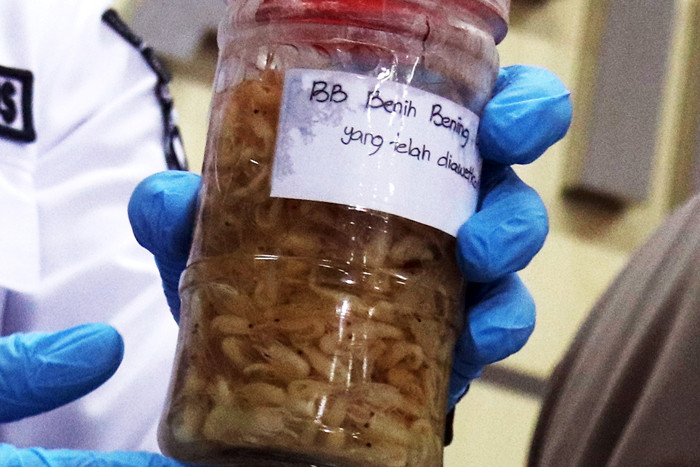 Polisi memamerkan barang bukti serta tersangka penyelundup benih lobster (benur) di Polda Jawa Timur, Selasa (15/6/2021).