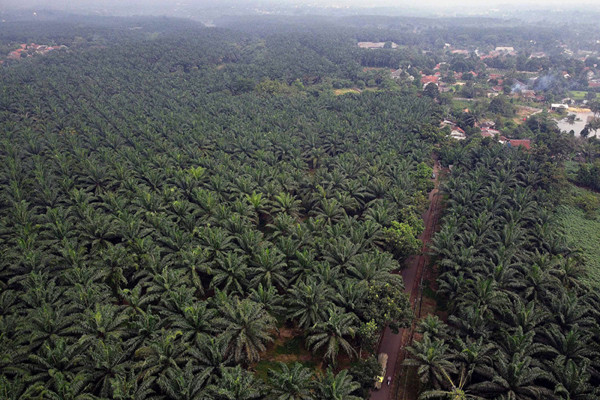 Kendaraan melintas di area perkebunan kelapa sawit di Kabupaten Bogor, Jawa Barat, Selasa (15/6/2021).
