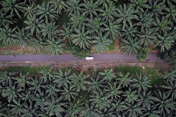 Kendaraan melintas di area perkebunan kelapa sawit di Kabupaten Bogor, Jawa Barat, Selasa (15/6/2021).