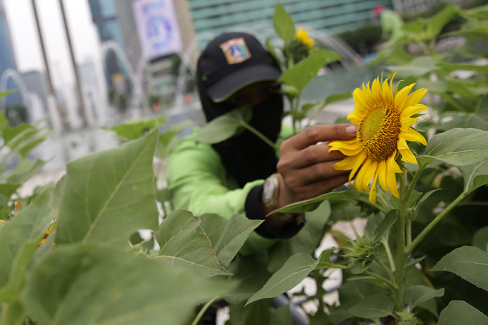 Petugas Dinas Pertamanan dan Hutan Kota DKI Jakarta merawat bunga matahari yang mempercantik kawasan Bundaran HI, Jakarta Pusat, Jumat (18/6/2021).