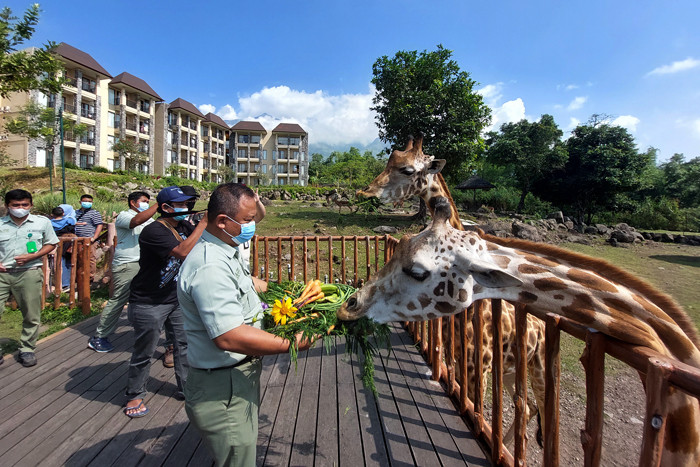 Pengunjung memberikan makan pada Jerapah koleksi Taman Safari Prigen pada momen Hari Jerapah Sedunia, di Taman Safari Prigen, Pasuruan, Minggu (20/6/2021).