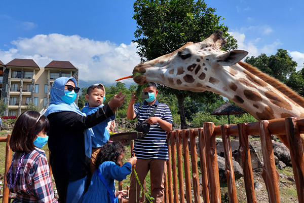 Pengunjung memberikan makan pada Jerapah koleksi Taman Safari Prigen pada momen Hari Jerapah Sedunia, di Taman Safari Prigen, Pasuruan, Minggu (20/6/2021).