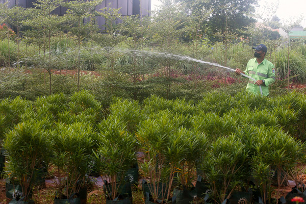 Petugas merawat bibit tanaman di Kebun Bibit Casamora, Jagakarsa, Jakarta, Jumat (2/7/2021).