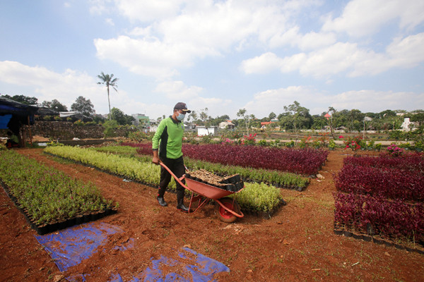 Petugas merawat bibit tanaman di Kebun Bibit Casamora, Jagakarsa, Jakarta, Jumat (2/7/2021).