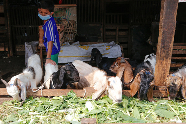 Pedagang hewan kurban menununggu pembeli di Pasar Kambing, Tanah Abang, Jakarta Pusat, Rabu (7/7/2021).