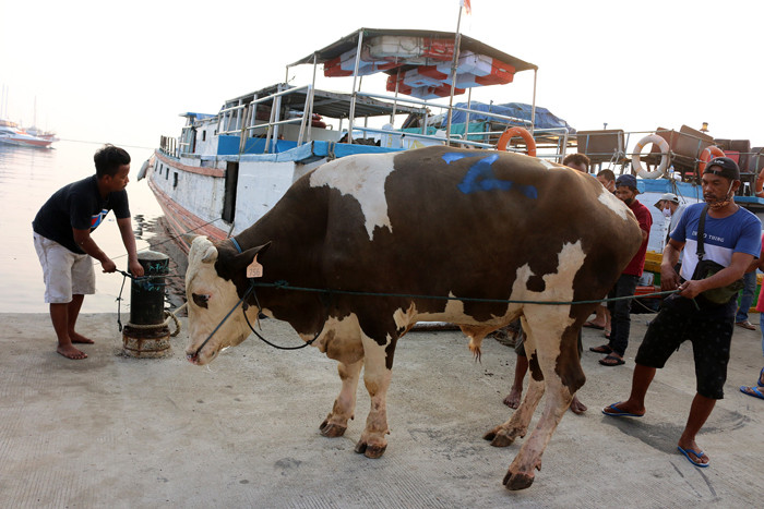 Petugas kesehatan hewan Kepulauan Seribu bersama Bupati Kepulauan Seribu Junaedi memeriksa hewan kurban di Pelabuhan Muara Angke Kaliadem, Senin (19/7/2021).