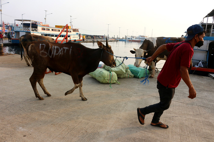 Petugas kesehatan hewan Kepulauan Seribu bersama Bupati Kepulauan Seribu Junaedi memeriksa hewan kurban di Pelabuhan Muara Angke Kaliadem, Senin (19/7/2021).