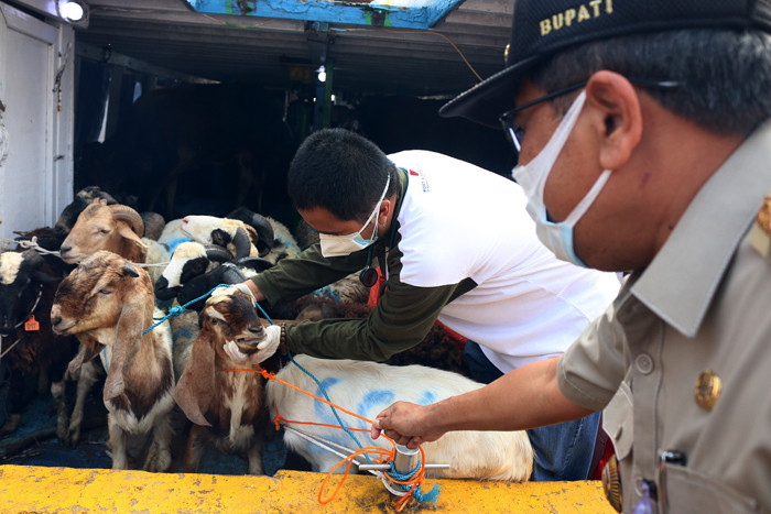Petugas kesehatan hewan Kepulauan Seribu bersama Bupati Kepulauan Seribu Junaedi memeriksa hewan kurban di Pelabuhan Muara Angke Kaliadem, Senin (19/7/2021).