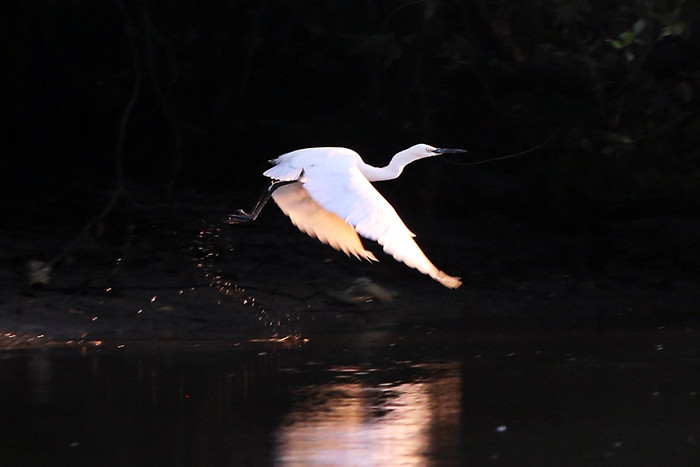 Satwa liar berupa kera dan aneka jenis burung terlihat jelas di kawasan Ekowisata Mangrove Wonorejo Rungkut, Surabaya, Jawa Timur, Senin (26/7/2021).
