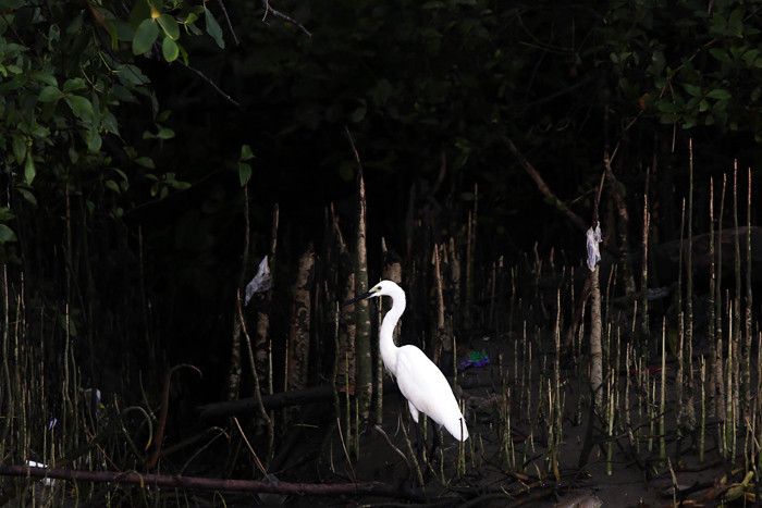 Satwa liar berupa kera dan aneka jenis burung terlihat jelas di kawasan Ekowisata Mangrove Wonorejo Rungkut, Surabaya, Jawa Timur, Senin (26/7/2021).