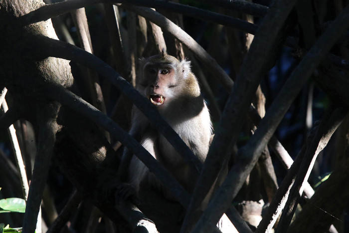 Satwa liar berupa kera dan aneka jenis burung terlihat jelas di kawasan Ekowisata Mangrove Wonorejo Rungkut, Surabaya, Jawa Timur, Senin (26/7/2021).