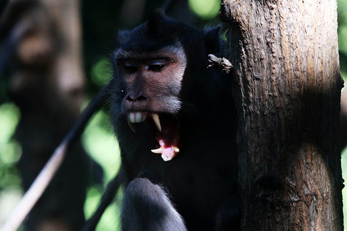 Satwa liar berupa kera dan aneka jenis burung terlihat jelas di kawasan Ekowisata Mangrove Wonorejo Rungkut, Surabaya, Jawa Timur, Senin (26/7/2021).