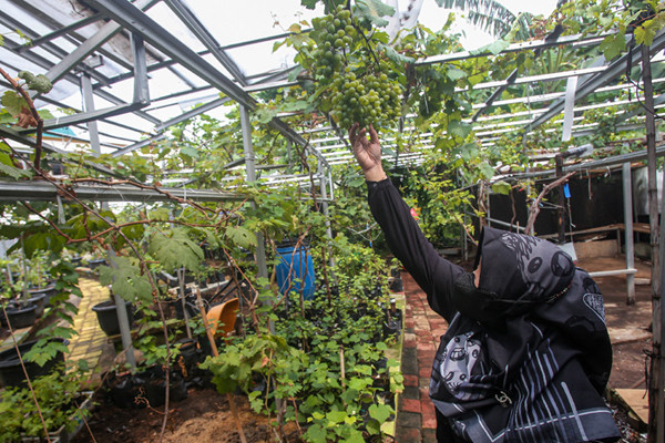 Petani merawat tanaman anggur di Kebun Imut Sinakal, Duren Sawit, Jakarta, Senin (10/8/2021).