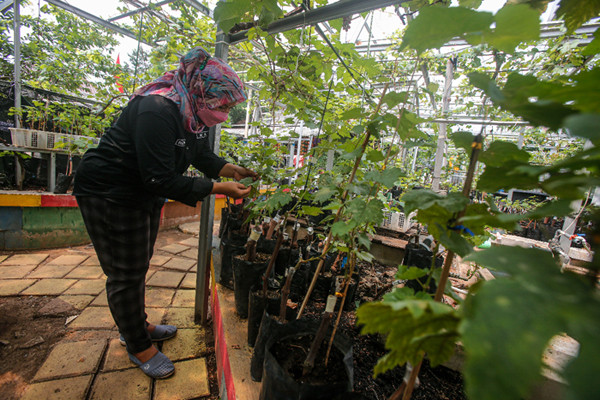 Petani merawat tanaman anggur di Kebun Imut Sinakal, Duren Sawit, Jakarta, Senin (10/8/2021).