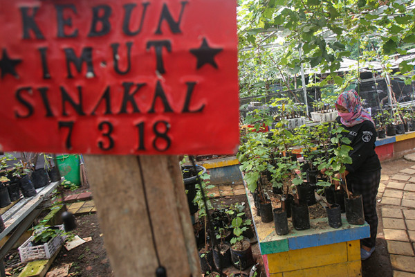 Petani merawat tanaman anggur di Kebun Imut Sinakal, Duren Sawit, Jakarta, Senin (10/8/2021).
